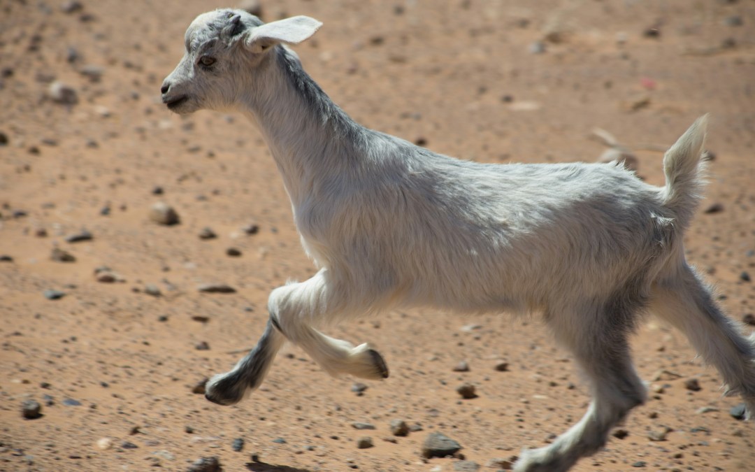 El Chivo Expiatorio en la Familia Narcisista