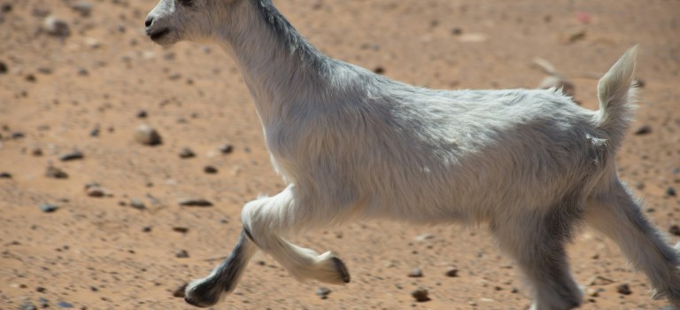 el rol del chivo expiatorio en la familia narcisista