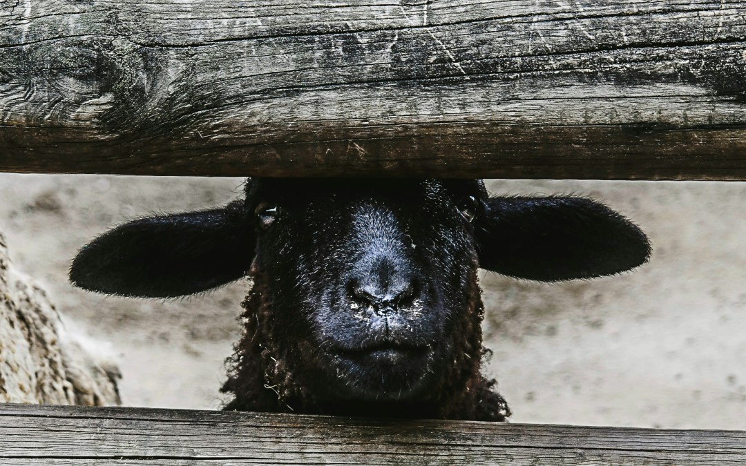 El rol del Chivo Expiatorio u Oveja Negra. Porqué te ha caído a ti y cómo salir de él.